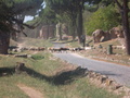 098_via_appia.jpg