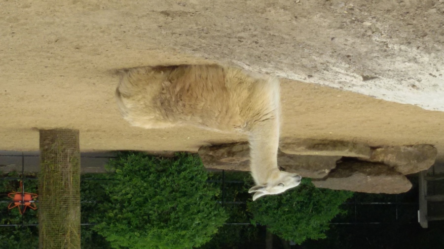 066_london_zoo.jpg